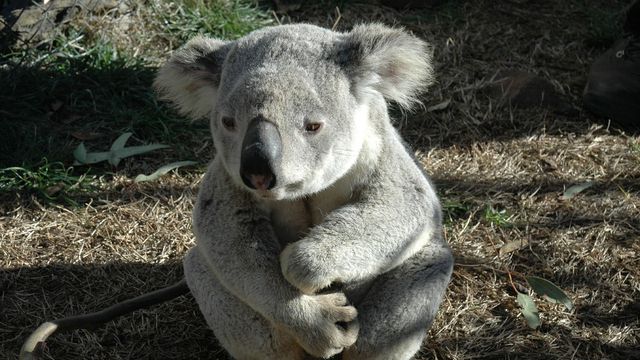 Saiba como ajudar vítimas dos incêndios na Austrália