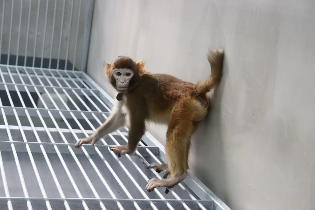 ReTro monkey, born as a result of cloning (Photo: Zhang et al, 2024/Nature Communications)