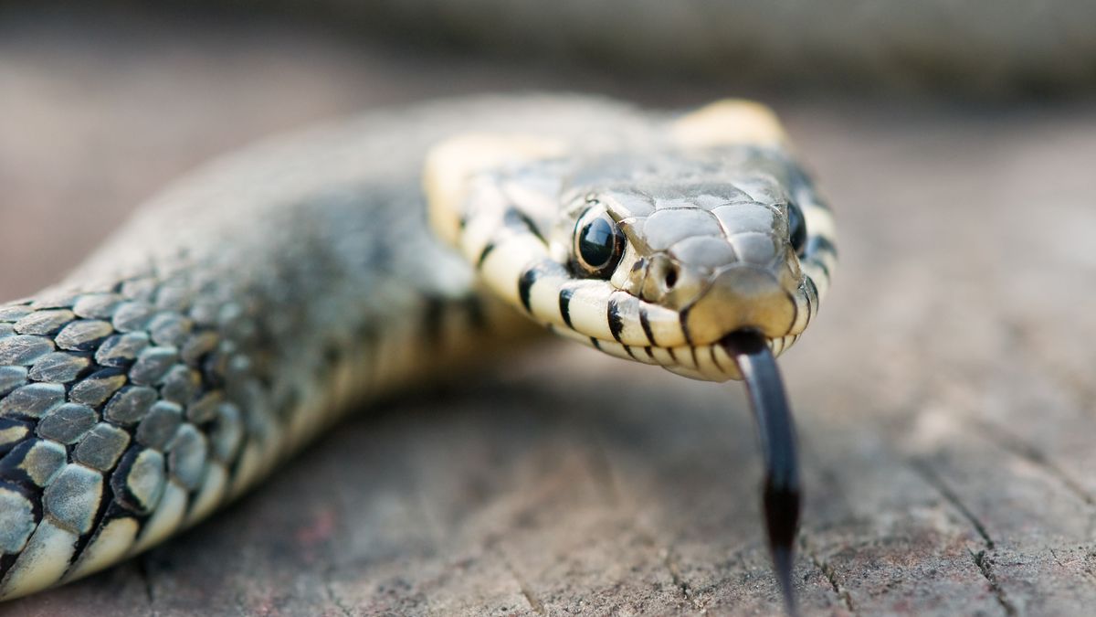 Museu - O curioso caso do animal que parece cobra, tem nome de