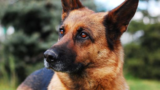 Farejadores de coronavírus: cães detectam COVID-19 em aeroporto na Finlândia