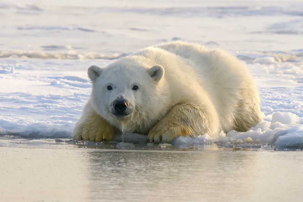 O Ártico, habitat do urso polar, tem sofrido aumentos de temperatura maiores que a média global (Imagem: Hans-Jurgen Mager/Unsplash)