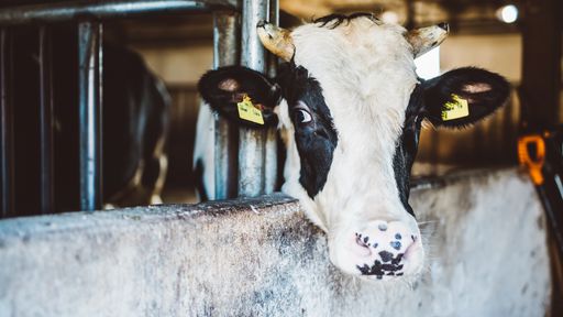 Fiocruz investiga dois casos suspeitos de "mal da vaca louca" em humanos no RJ