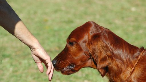 Focinho canino é recriado em impressora 3D para farejar bombas