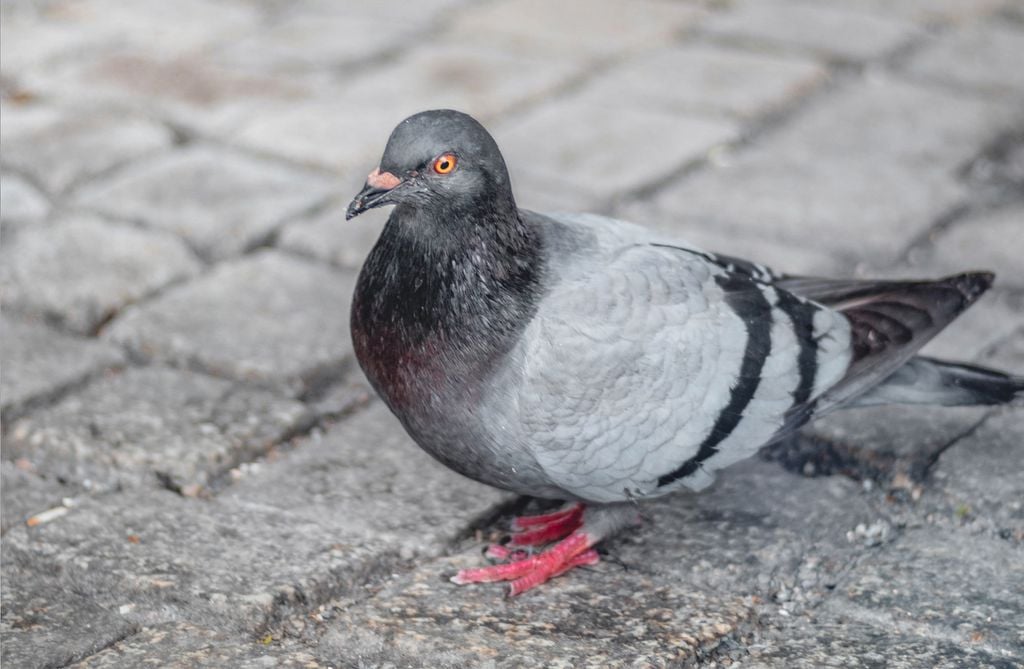 Although they are unwanted creatures, pigeons are very intelligent (Photo: Sara Kurfeß/Unsplash)