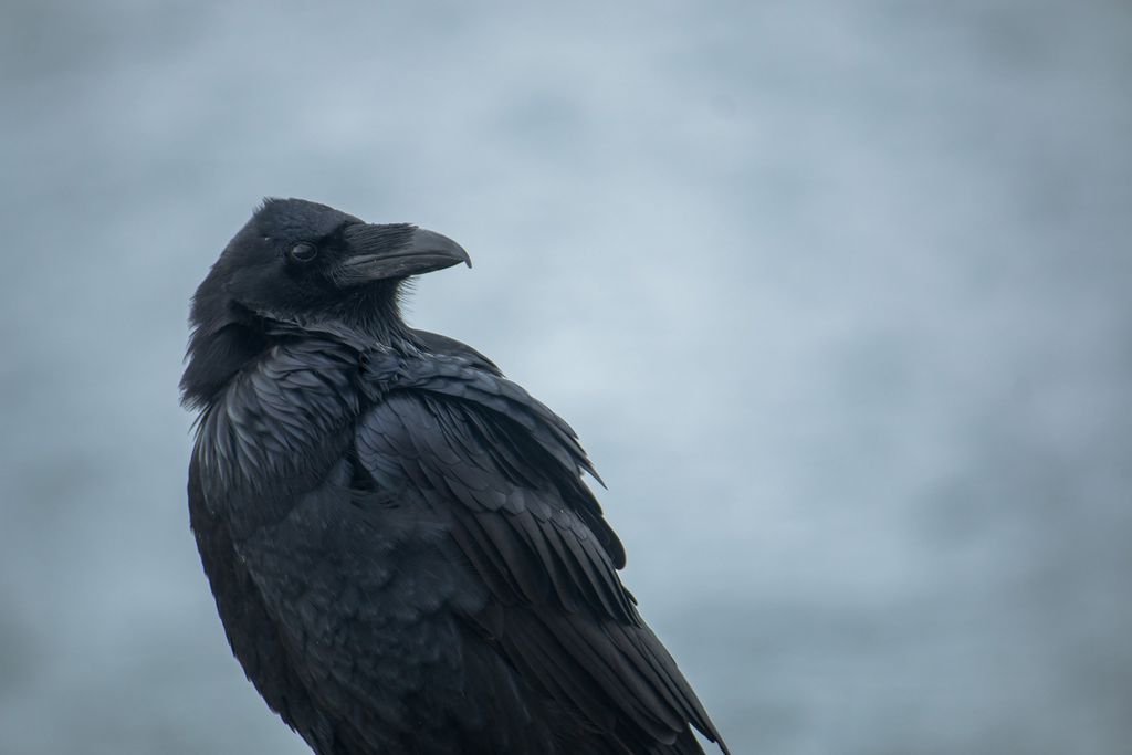 Os corvos estão entre as aves mais inteligentes do mundo, conseguindo fabricar ferramentas elaboradas e até mesmo com variações culturais — não à toa estão na lista dos 10 animais mais inteligentes do mundo (Imagem: Negative Space/Domínio Público)