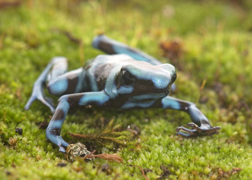 Dendrobates tinctorius azureus (Imagem: cynoclub/Envato)