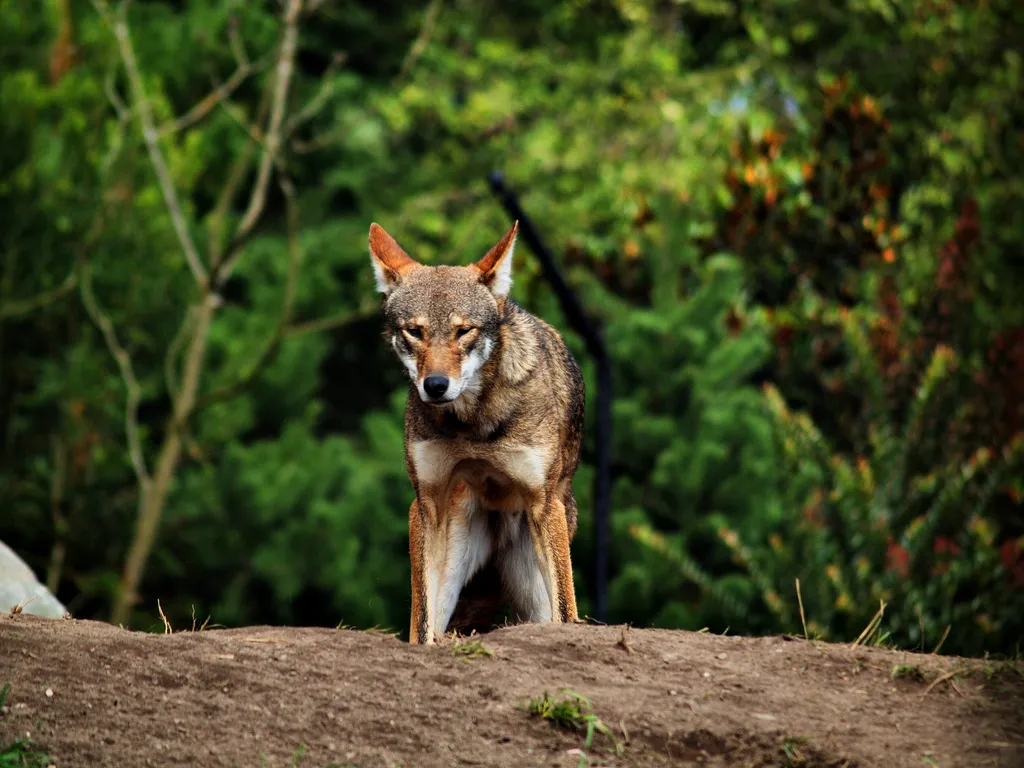 Os lobos-vermelhos já foram considerados extintos na natureza, mas voltaram graças à criação em cativeiro — agora, estão ameaçados novamente (Imagem: Matthew Zalewski/CC-BY-4.0)