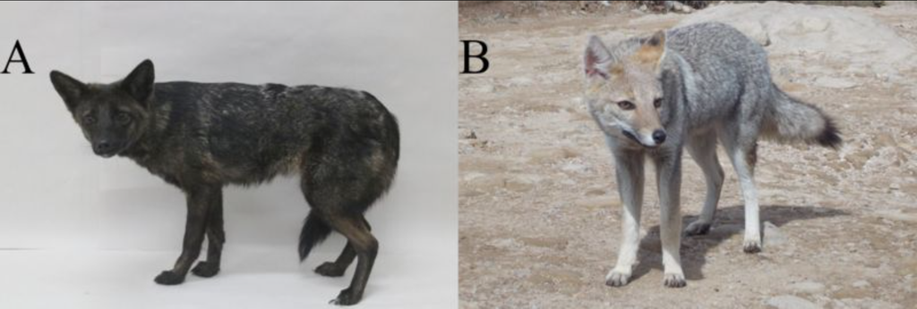 Comparação entre as espécies: à esquerda, o híbrido encontrado em Vacaria, e à direita, um graxaim-do-campo (Imagem: De Freitas, Szynwelski/Animals)