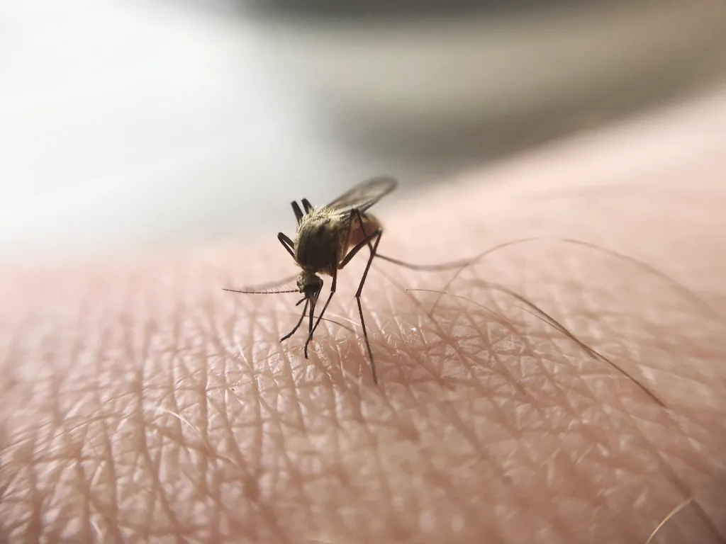 Estudo revela por que algumas pessoas atraem mais mosquitos do que outras (Imagem: twenty20photos/envato)