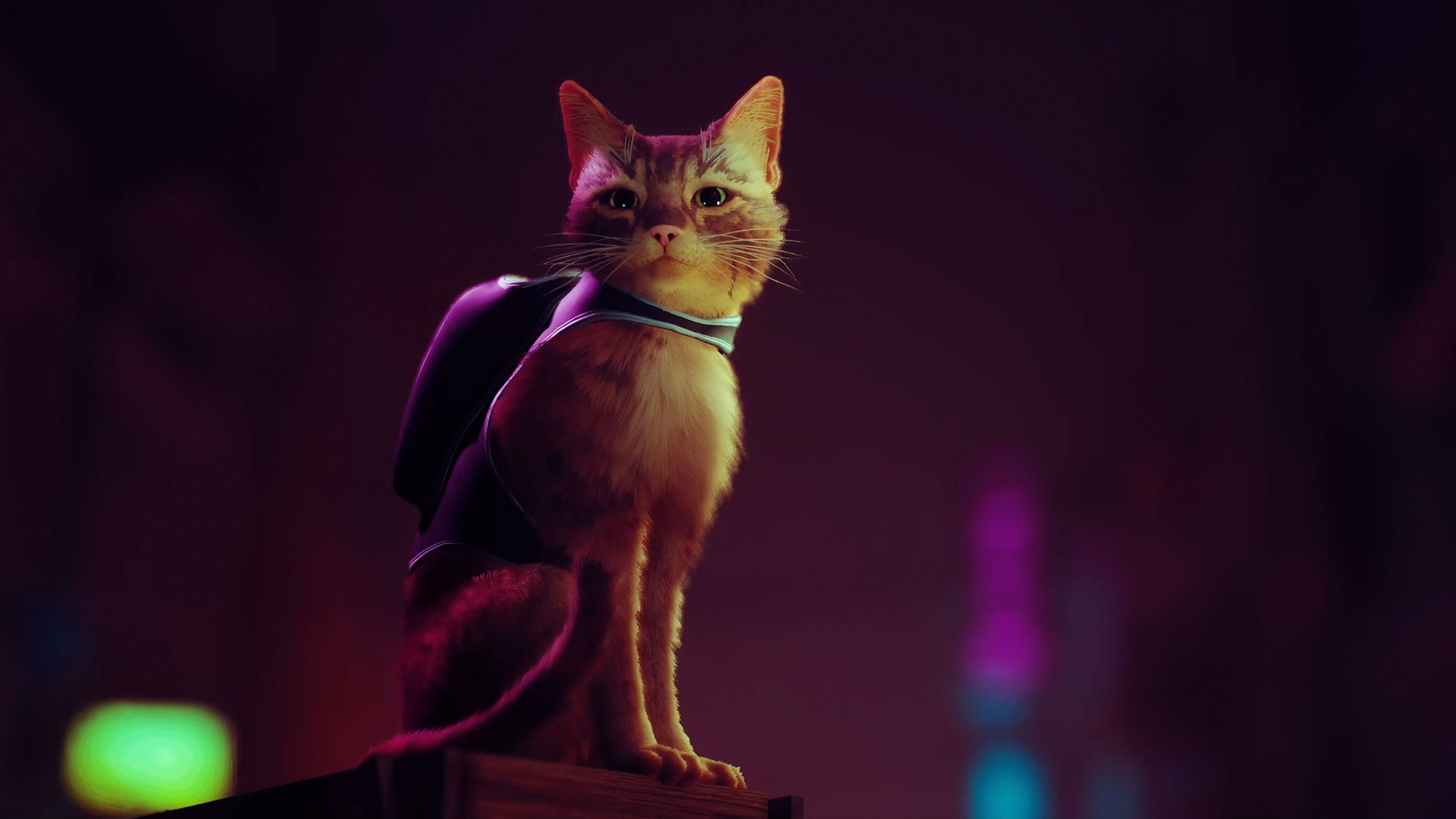 Stray, o jogo do gatinho, pode estar chegando em breve ao Xbox