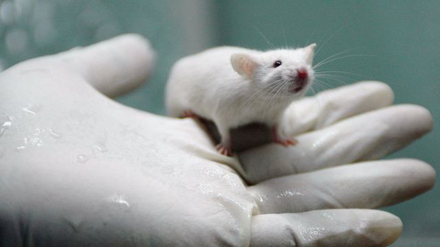 Experimento bem-sucedido conecta cérebro humano ao de um rato