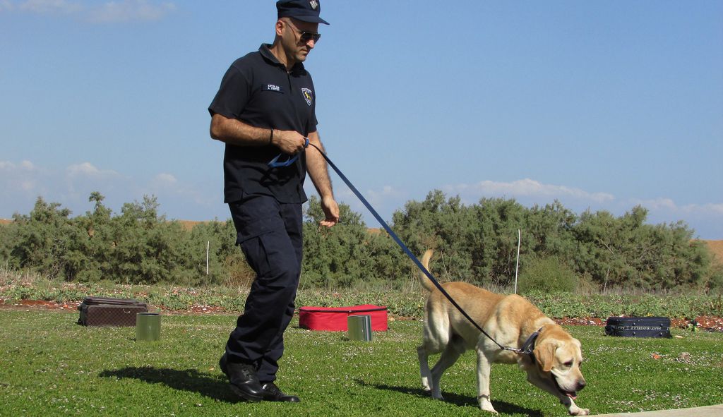 Após treinamento especial, cães conseguem farejar com sucesso amostras positivas da COVID-19 (Foto: Dimitris Vetsikas/Pixabay )