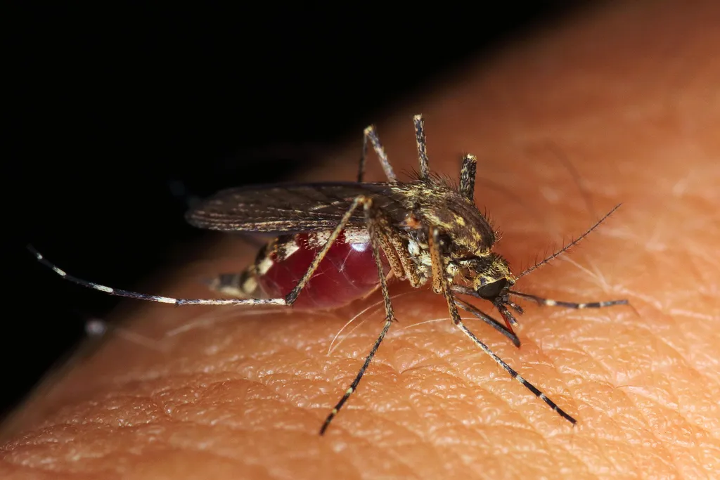 Dengue e zika alteram o cheiro da sua pele para atrair mosquitos, segundo estudo de cientistas chineses (Imagem: Emphyrio/Pixabay)