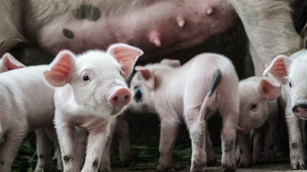 Porcos geneticamente modificados devem revolucionar a área de transplantes e de medicamentos (Imagem: Reprodução/ Kameron Kincade/ Unsplash )