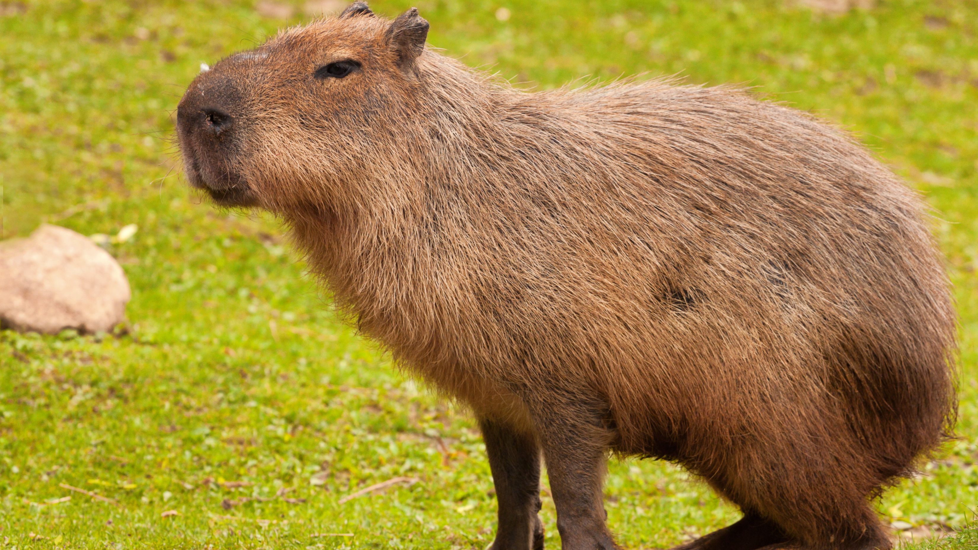 Ibama repudia intimidação em caso da capivara Filó