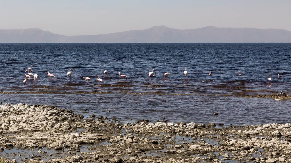 Flamingos no Lago Shalla (Imagem: Ninaras/Wikimedia Commons)