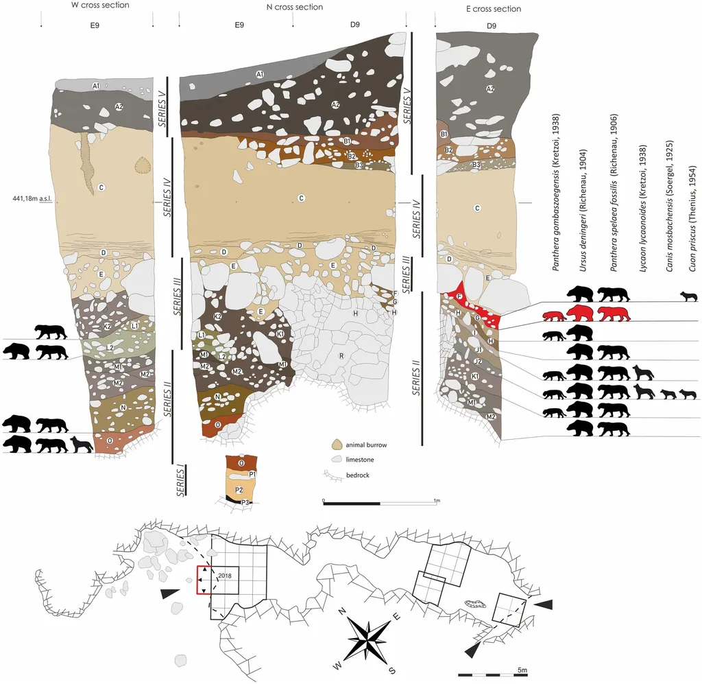 Esquema mostrando os restos de animais encontrados na caverna, cuja idade é estimada como sendo do Pleistoceno (Imagem: Kot et al./Scientific Reports)