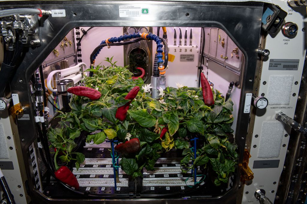 Os quatro pés de pimentas cultivadas durante 137 dias no segundo experimento (Imagem: Reprodução/NASA)