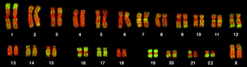 Os 23 pares de cromossomos humanos (Imagem: Reprodução/Bolzer et al.(2005)/Creative Commons)