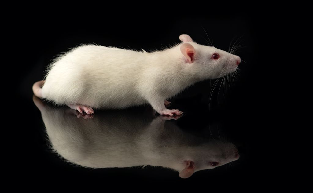 Vacina intranasal parece promissora em roedores (Imagem: Reprodução/PetlinDmitry/Envato)