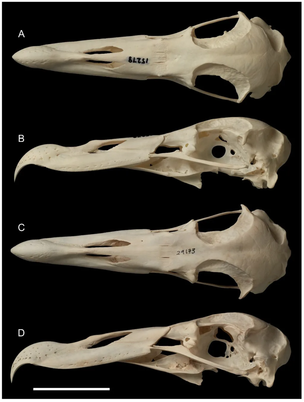 O crânio de um dos Macronectes tinae, faltando apenas a mandíbula, permitiu a descrição da espécie (Imagem: Tennyson, Salvador/Taxonomy)