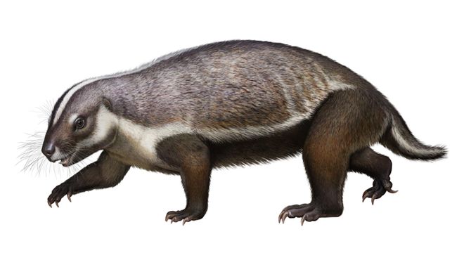 Pesquisadores descobrem fóssil de espécie misteriosa de mamífero em Madagascar