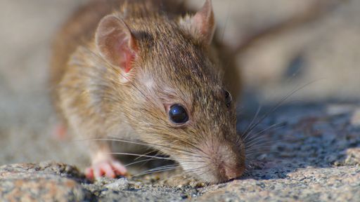 Edição genética prolonga a vida de camundongos; e planejam fazê-la em humanos