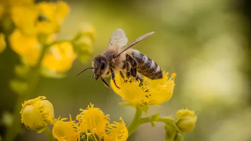 Agricultura tem matado mais abelhas do que se pensava; entenda as consequências 