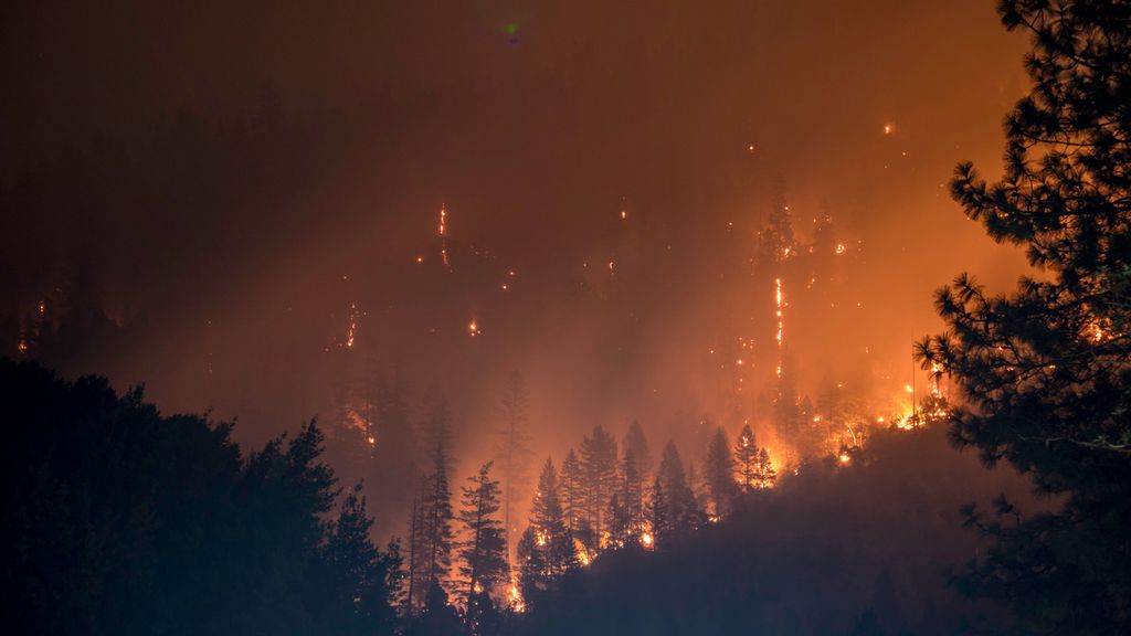 Flora e fauna de florestas já se adaptaram à incidência de incêndios naturais, que podem renovar ecossistemas, mas situação tem ficado insustentável com duração e severidade cada vez maior do fenômeno (Imagem: Unsplash/Matt Howard)