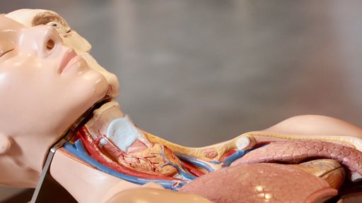 7 curiosidades sobre o corpo humano que você provavelmente não sabia