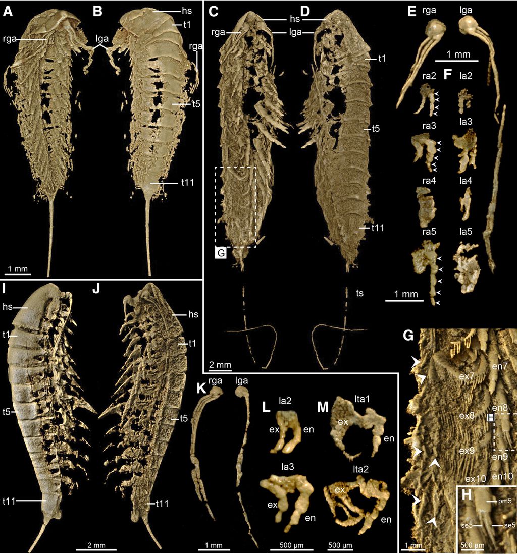 A tomografia computadorizada se aproveitou da densidade da pirita para revelar detalhes incríveis do fóssil do artrópode (Imagem: Parry et al./Current Biology)