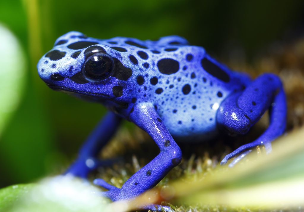 Azul é uma cor rara entre os seres vivos (Imagem: macropixel/envato)