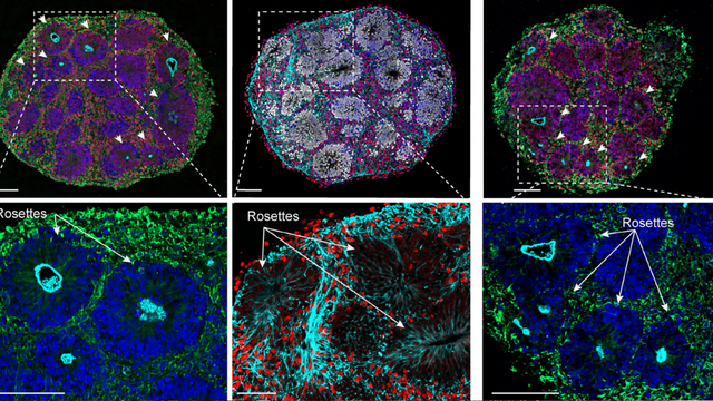 Bolaños et al, 2024/Nature