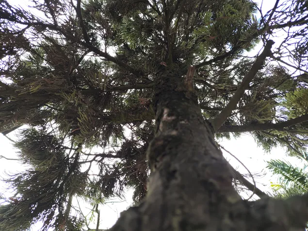 Poco F5 Pro - C&acirc;mera principal