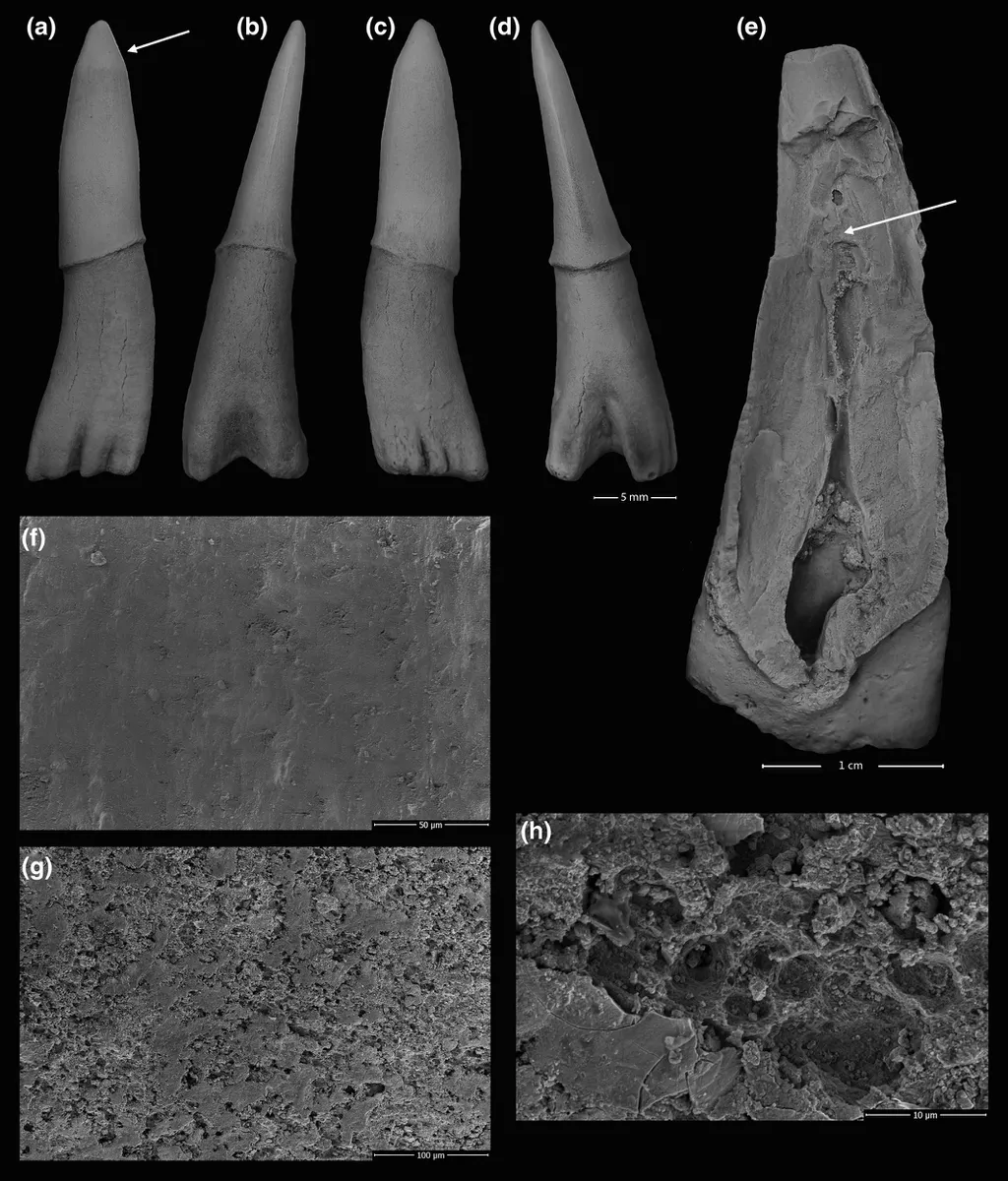 Detalhes de como eram os dentículos rostrais, os possíveis ancestrais dos nossos dentes (Imagem: Cook et al./Journal of Anatomy)