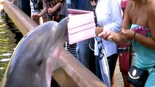 Cuidado ao usar seu iPad perto de golfinhos; assista ao vídeo e entenda