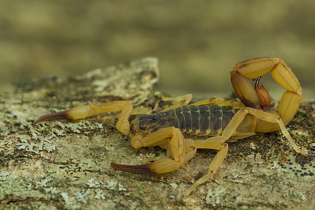 Os escorpiões-amarelos são predadores naturais de baratas e outros insetos, sendo importantes para a natureza — é importante, no entanto, controlar suas populações em centros urbanos (Imagem: José Roberto Peruca/CC BY-SA 2.0)