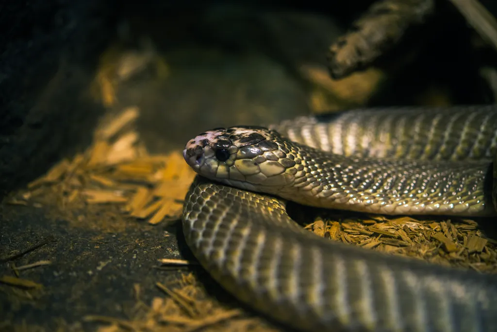Instituto Butantan cria 1,2 mil cobras para a produção de soro antiofídico (Imagem: Duallogic/Envato)