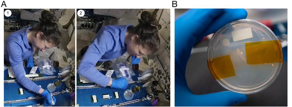 Astronauta Christina Koch trabalha na edição genética de leveduras na ISS (Imagem: Reprodução/Stahl-Rommel et al., 2021/PLOS ONE )