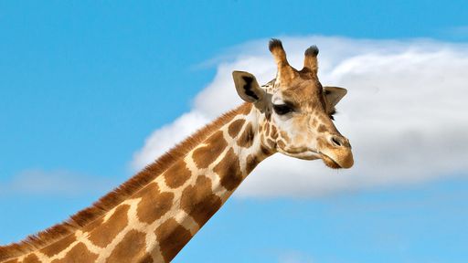 Microsoft revela como a IA está ajudando a monitorar animais em extinção
