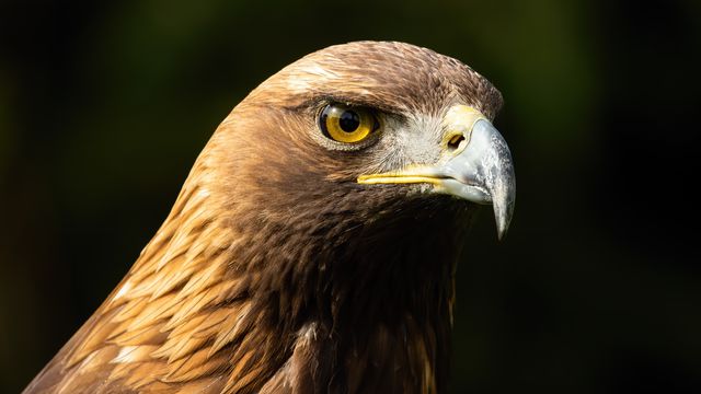 WildMediaSK/envato