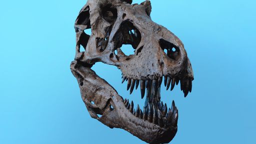 Dinossauro "narigudo" é descoberto no Reino Unido