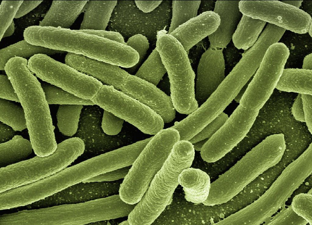 Cientistas descobrem 140 mil vírus que vivem no intestino; a maioria desses vírus é inofensiva, e eles não têm nada a ver com o Sars-CoV-2 (Imagem: Geralt/Pixabay)