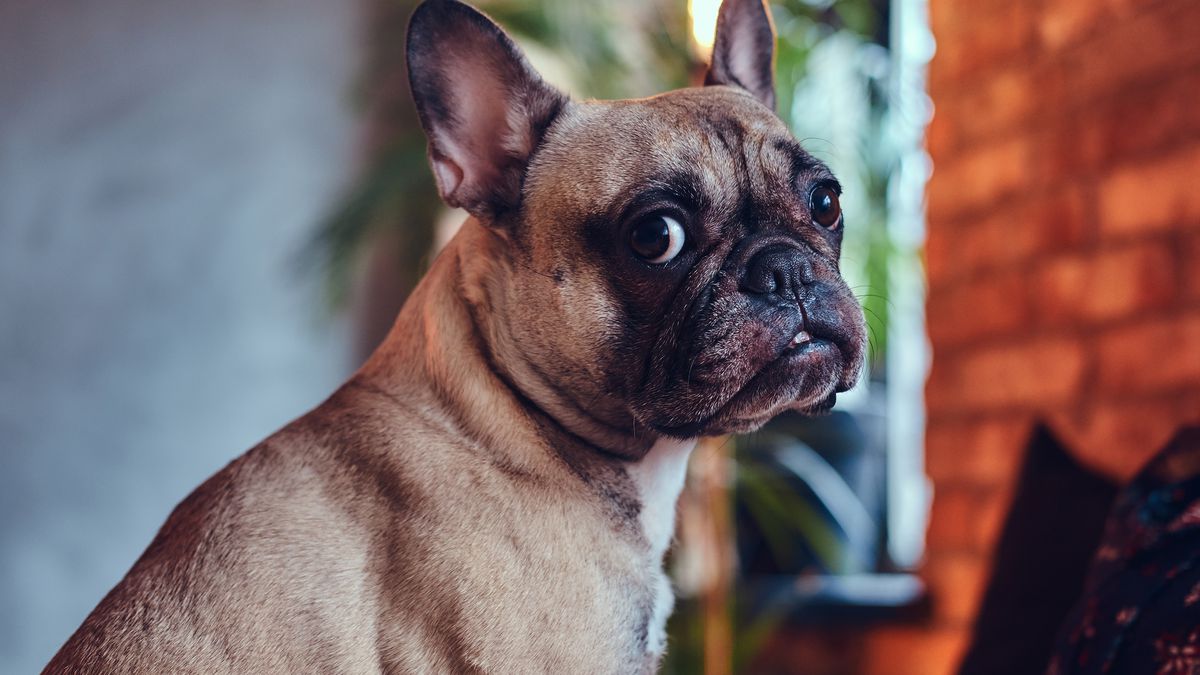 Talco caseiro promete ajudar você a salvar seu pet das pulgas (Foto Reprodução/Internet)