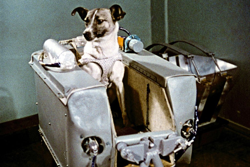 A cadelinha Laika sendo preparada para o lançamento da Sputnik-2 (Foto: akg-images/Sputnik)