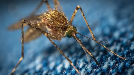 Por que o mosquito da dengue tem preferência por seres humanos?