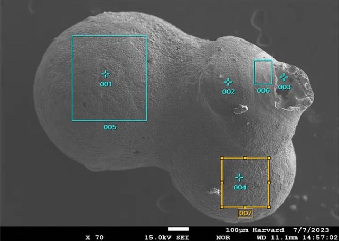 S21 bead, shaped "potato"formed from three melted droplets of IM1 as it entered the atmosphere (Photo: cloning/Abraham Loeb et al./Harvard University)