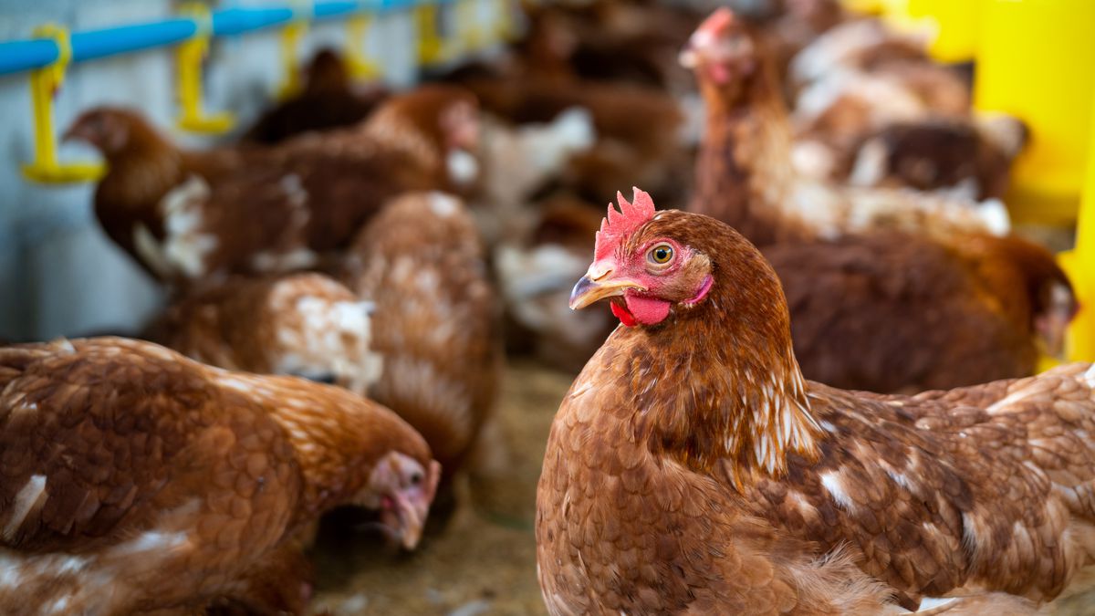 1º foco de gripe aviária é confirmado em uma granja comercial no Sul do Brasil