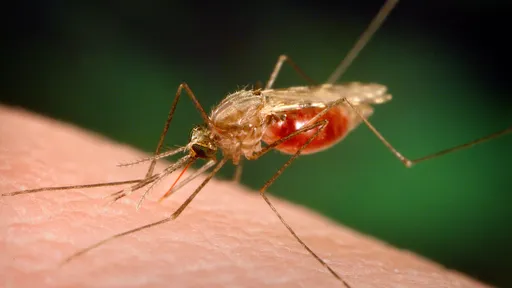 Hologramas e algoritmos são usados para diagnosticar malária