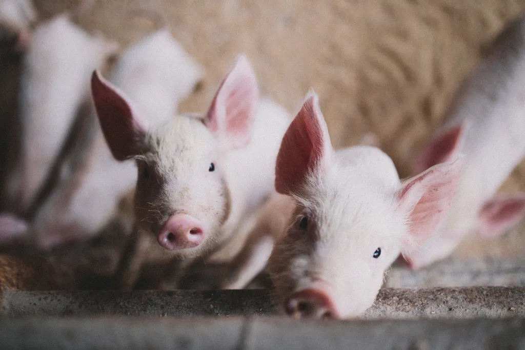 China produz porcos clonados desde 2015 (Imagem: twenty20photos/Envato)